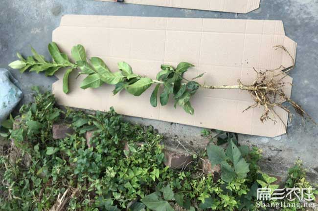 鐘山區(qū)油茶種植在泰國 鐘山區(qū)油茶種植在泰國