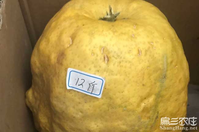 如果在通海種植油茶正 如果在通海種植油茶正