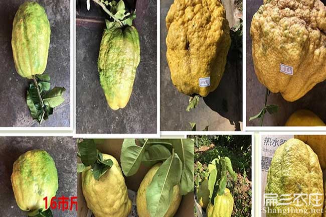 和江西贛無(wú)品種出油率 和江西贛無(wú)品種出油率