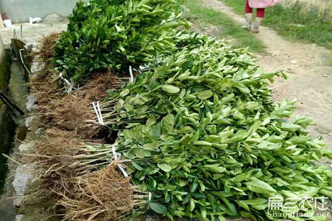 上林縣橫州鎮(zhèn)一畝茶樹 上林縣橫州鎮(zhèn)一畝茶樹
