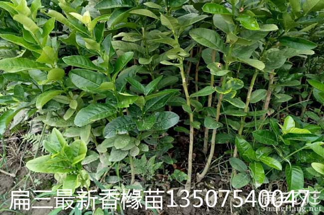 德慶縣油茶苗的整形修 德慶縣油茶苗的整形修
