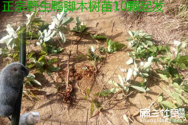 靖西市油茶苗按年份出 靖西市油茶苗按年份出