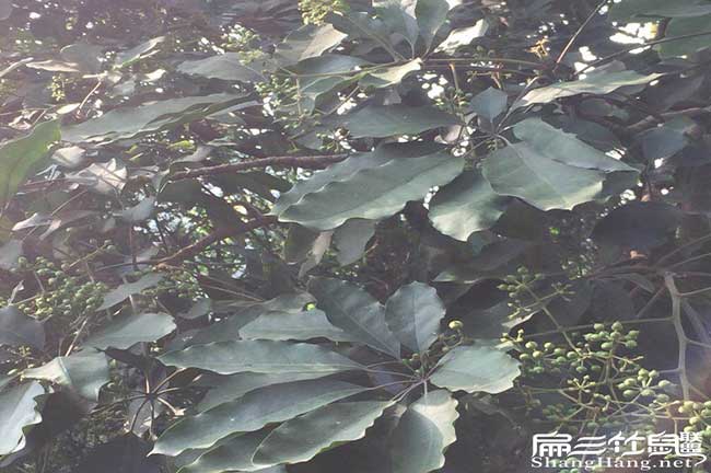 賓州鎮(zhèn)油茶種植的主要 賓州鎮(zhèn)油茶種植的主要