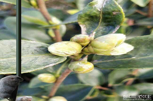拖頂傈僳族鄉(xiāng)油茶苗的 拖頂傈僳族鄉(xiāng)油茶苗的