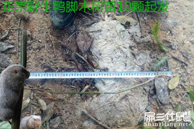 廣惠西方國家喜歡吃茶 廣惠西方國家喜歡吃茶