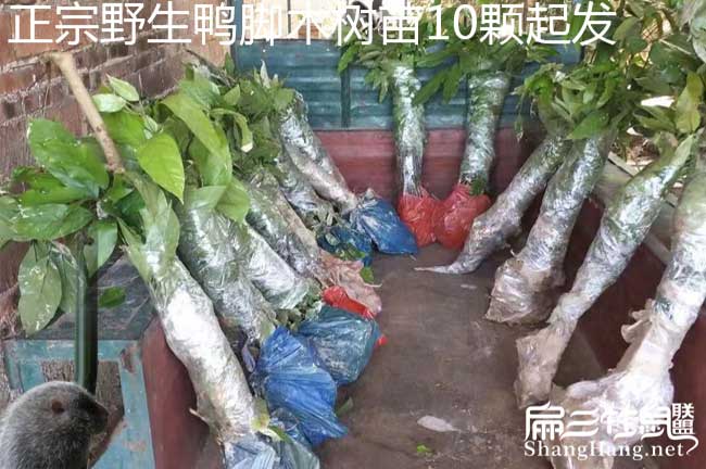 碑林國新品種油茶 碑林國新品種油茶