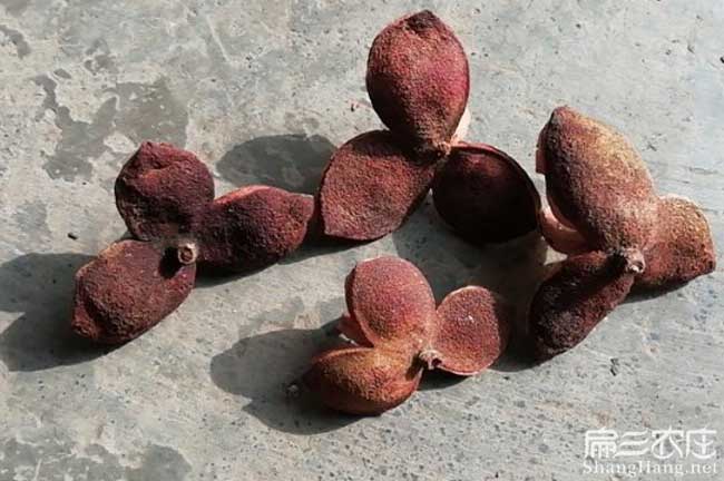 諸暨茶籽回收 諸暨茶籽回收