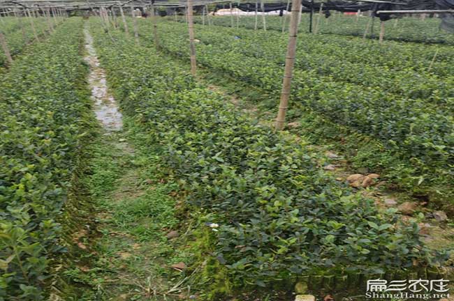 隴縣扁山油茶林下套種 隴縣扁山油茶林下套種