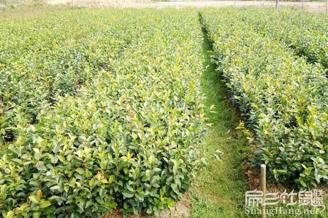 硯山北方扁山茶油多少 硯山北方扁山茶油多少