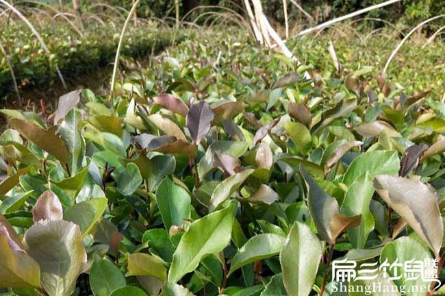 榆陽(yáng)北方扁山茶油多少 榆陽(yáng)北方扁山茶油多少