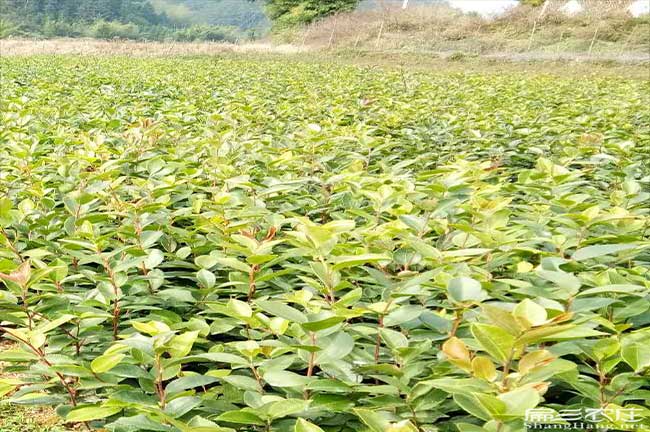 清水河純手工茶籽油、 清水河純手工茶籽油、