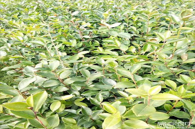 銅閘茶油價(jià)錢分類介紹 銅閘茶油價(jià)錢分類介紹