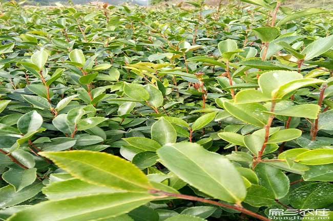 銅閘銷售茶籽全品種產(chǎn) 銅閘銷售茶籽全品種產(chǎn)