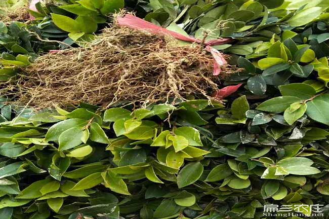 綠茵湖源茶樹苗日常管理(施肥、墨沖澆水量、排水)銀星c紅頰竹鼠 綠茵湖源茶樹苗日常管理(施肥、墨沖澆水量、排水)銀星c紅頰竹鼠