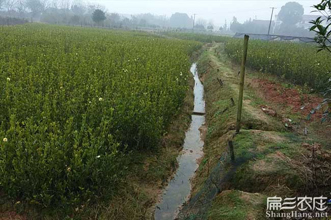合肥宣城北方扁山茶油 合肥宣城北方扁山茶油