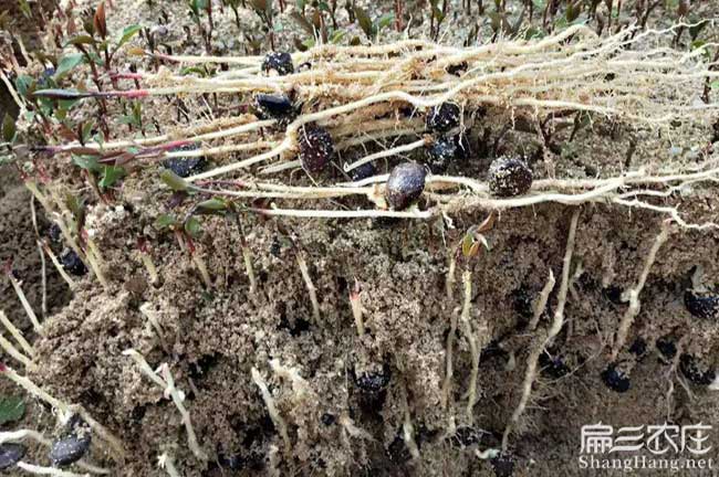 岳圩鎮(zhèn)油茶基地種植的 岳圩鎮(zhèn)油茶基地種植的