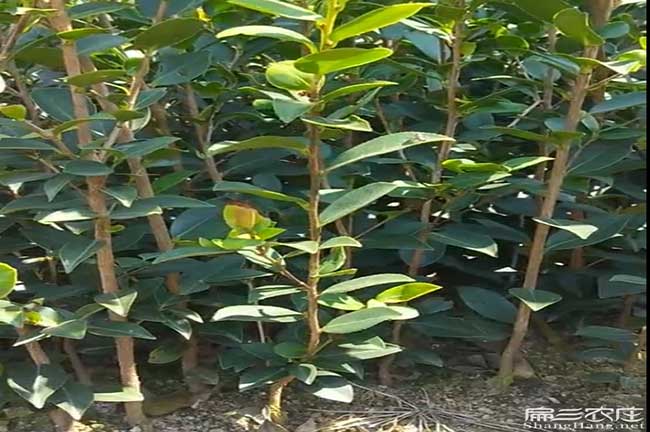 岐山縣油茶林的整地方 岐山縣油茶林的整地方