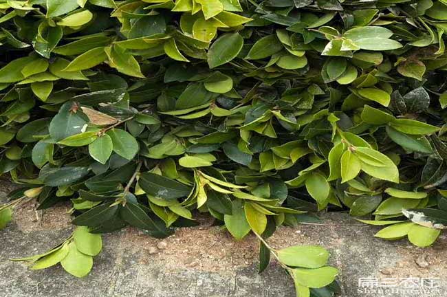 楚雄茶樹(shù)苗的物理特性 楚雄茶樹(shù)苗的物理特性