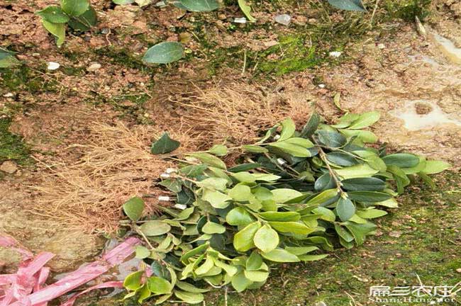 威舍茶油種子芽子、嫁接技術(shù)、泥凼油茶生產(chǎn)加工設(shè)備榨油機(jī) 威舍茶油種子芽子、嫁接技術(shù)、泥凼油茶生產(chǎn)加工設(shè)備榨油機(jī)