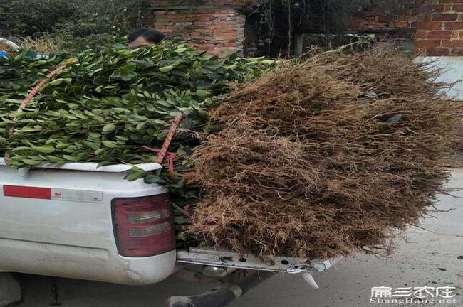 如果在鳳翔縣種植油茶 如果在鳳翔縣種植油茶