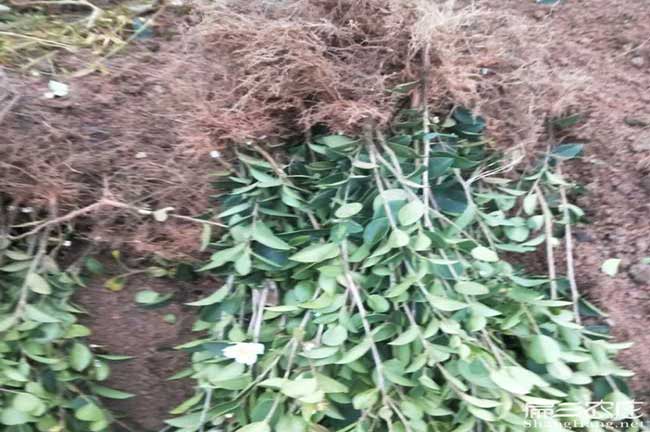 拖頂傈僳族鄉(xiāng)油茶苗的 拖頂傈僳族鄉(xiāng)油茶苗的