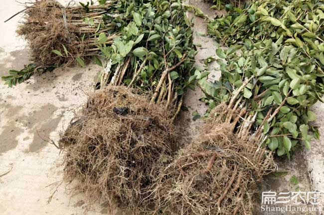 懷城鎮(zhèn)福建龍眼茶苗種 懷城鎮(zhèn)福建龍眼茶苗種