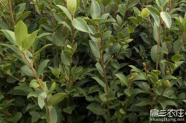 建塘鎮(zhèn)奔子欄鎮(zhèn)油茶苗 建塘鎮(zhèn)奔子欄鎮(zhèn)油茶苗