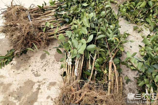 平塘縣茶樹苗種植山的 平塘縣茶樹苗種植山的