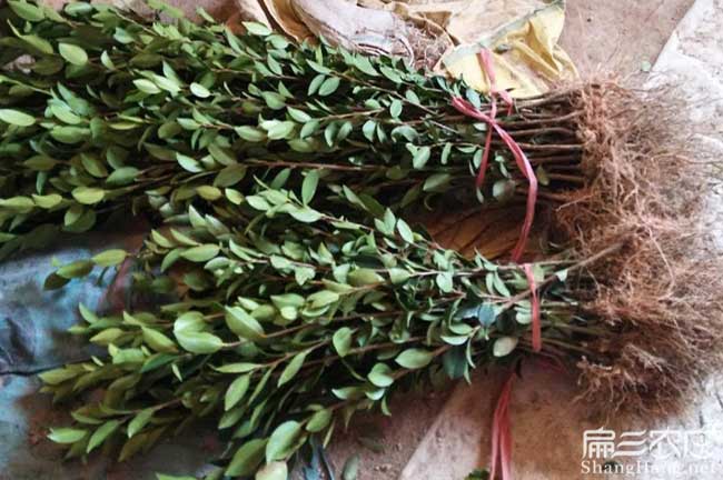 那坡縣茶樹苗栽植行珠 那坡縣茶樹苗栽植行珠