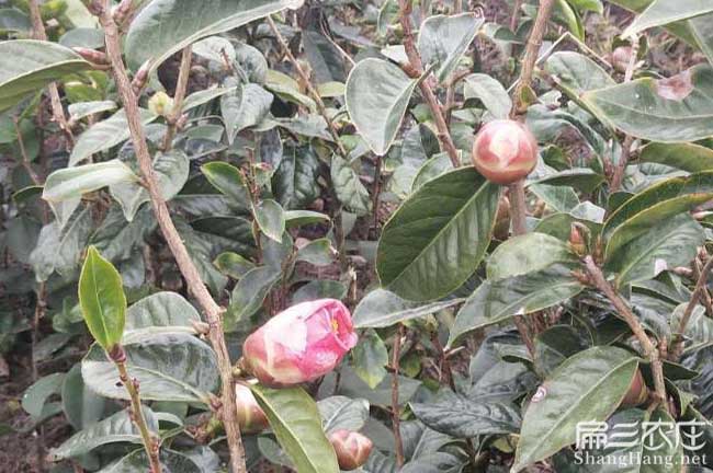 岱山茶樹苗批發(fā) 岱山茶樹苗批發(fā)