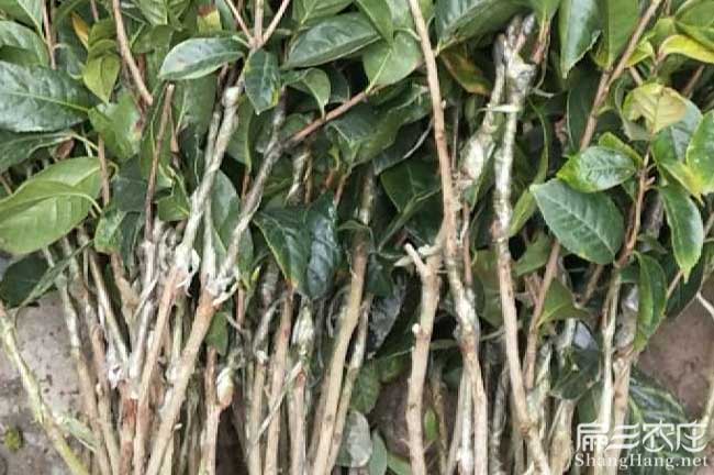 昭關(guān)茶樹(shù)苗種植生長(zhǎng)習(xí) 昭關(guān)茶樹(shù)苗種植生長(zhǎng)習(xí)