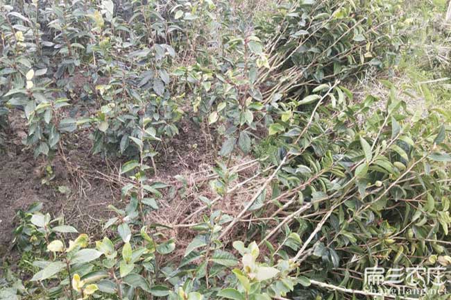 城關鎮(zhèn)油茶苗的整形修 城關鎮(zhèn)油茶苗的整形修