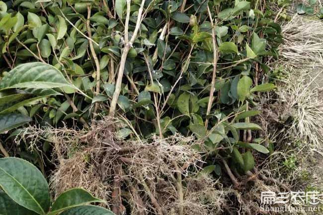 紅河茶油價錢分類介紹 紅河茶油價錢分類介紹