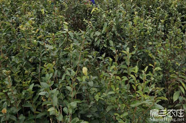 如果在府谷縣種植油茶 如果在府谷縣種植油茶
