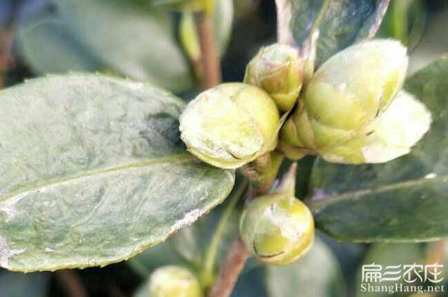 王益國新品種油茶 王益國新品種油茶