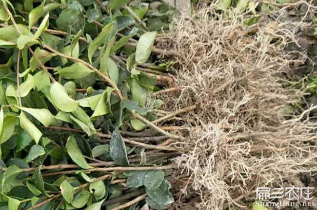 欽州灣基地專業(yè)加工及 欽州灣基地專業(yè)加工及