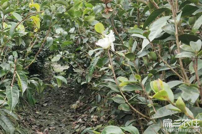 當(dāng)涂南方種植油茶的注 當(dāng)涂南方種植油茶的注