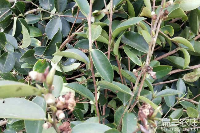 河西鎮(zhèn)茶樹苗種植生長 河西鎮(zhèn)茶樹苗種植生長
