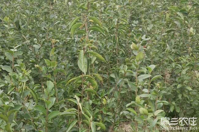 杭州茶油苗 杭州茶油苗
