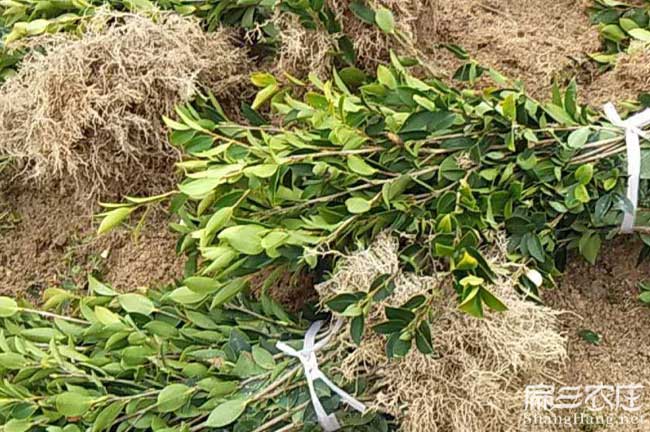 滄源佤茶油價錢分類介 滄源佤茶油價錢分類介