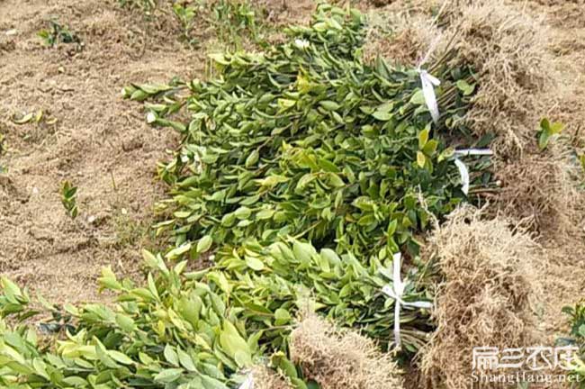 杭州茶樹種植 杭州茶樹種植