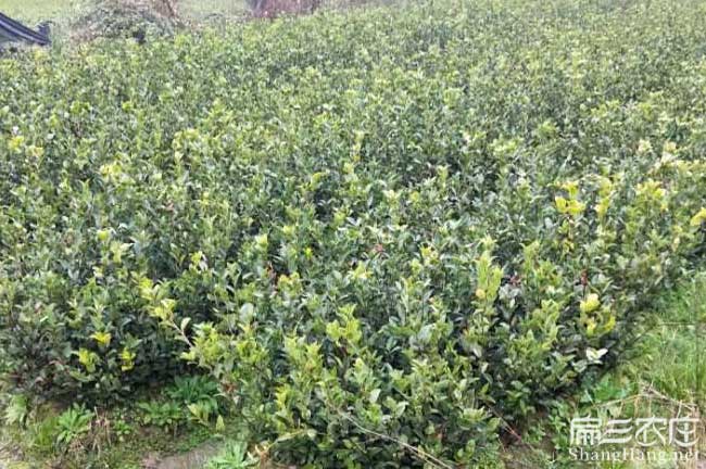 富寧扁山發(fā)展油茶生產(chǎn) 富寧扁山發(fā)展油茶生產(chǎn)