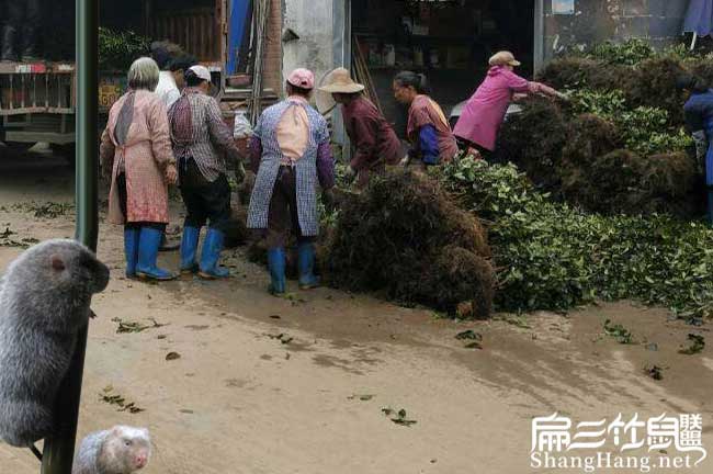 鎮(zhèn)沅適合種植油茶樹(shù)嗎