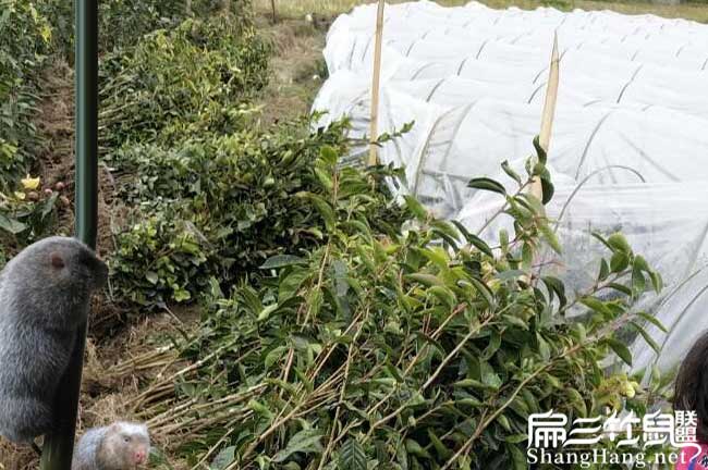 興業(yè)扁山茶樹(shù)苗下套種 興業(yè)扁山茶樹(shù)苗下套種