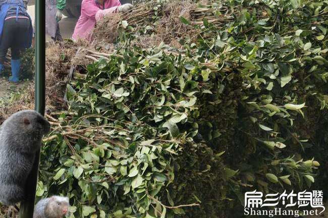 賓陽縣與國際油茶市場 賓陽縣與國際油茶市場