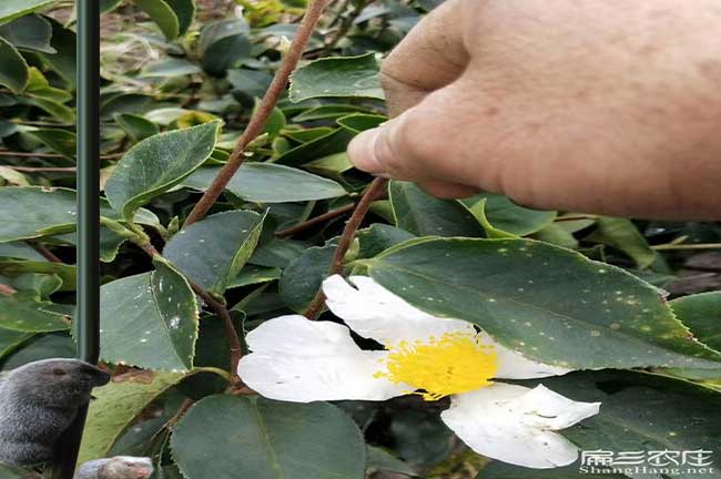 南盤江銷售茶籽全品種 南盤江銷售茶籽全品種