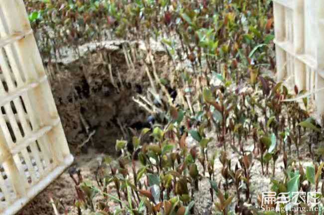貴池區(qū)仁里鎮(zhèn)油茶基地 貴池區(qū)仁里鎮(zhèn)油茶基地