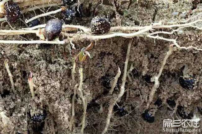 丹山油茶苗 丹山油茶苗