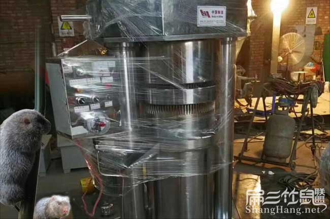 倉更源茶樹苗提高授率問題江西 倉更源茶樹苗提高授率問題江西