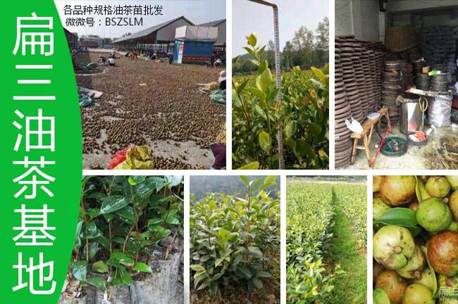 紹興油茶基地 紹興油茶基地